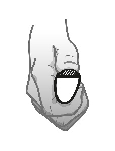 Carbolife Gekko